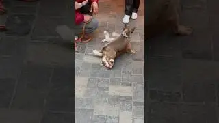 Бой Хаски и Питбуля🤯🤯🤯🤦‍♂️🤦‍♂️🤦‍♂️