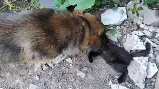 Барбос поймал пушистика.