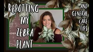 How to care for and Repot your Zebra plant (Aphelandra squarrosa)