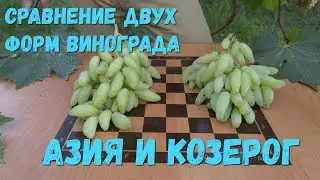 Сравнение двух форм винограда Азия и Козерог.