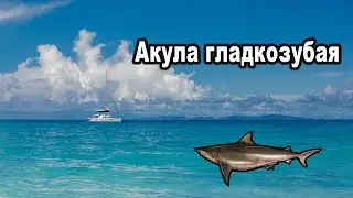 Русская Рыбалка 3. Акула гладкозубая.