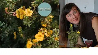 Cinquefoil/potentilla fruticosa/perennial shrub/how to grow/pruning tips
