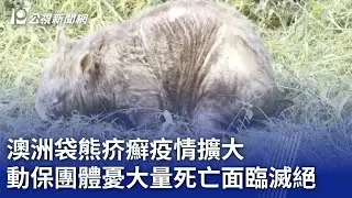 澳洲袋熊疥癬疫情擴大 動保團體憂大量死亡面臨滅絕｜20240902 公視新聞全球話