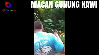Macan GUNUNG KAWI