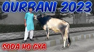 Apna Bail Le Lia [Alhumdulillah] | Mandi 2023 | Qurbani 2023