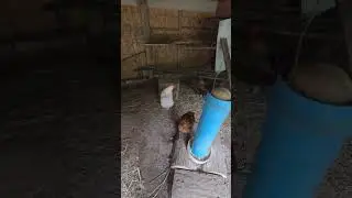Chicken Noises