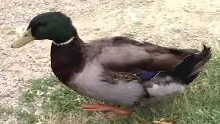 Gizmo Becomes a Big Duck