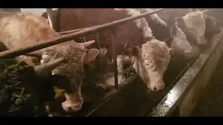 Куплю телёнка, электродвигатели. Обзор бычков.