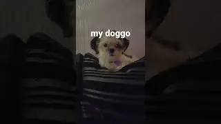my dog