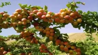Afghanistan Vegetables