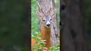 Deer Voice #shorts