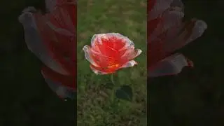 🌹 Glass Rose 