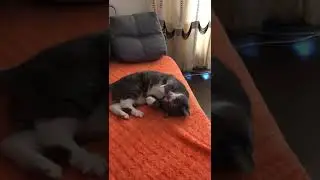 милый кот