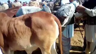 uploaded  new video  bulls meeting first time
