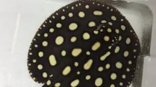 IMG 0011