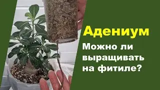 Адениум на фитильном поливе. Показываю результат