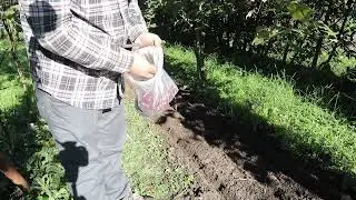 messa a dimora bulbilli di cipolle rosse e bianche