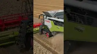 Wheat Harvest Claas Trion #claas #wheat #harvest #combine #farming #subscribe #drone #shorts #dji