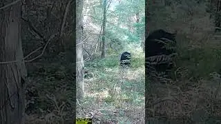 Waddling through the woods #2024 #americanbear #new #bear #blackbear #waddle #shorts
