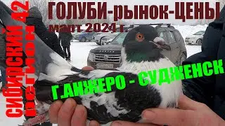 ГОЛУБИ на РЫНКЕ , март 2024 г. АНЖЕРО-СУДЖЕНСК.