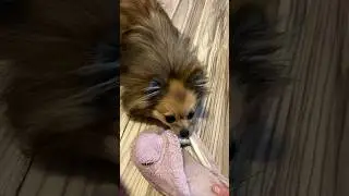 #tiktok #reaction #собака #pomeranian