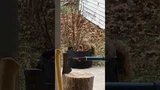 squirrel
