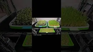 See 6 Hours of Microgreen Growth in Just 7 Seconds! 🌱⏱️