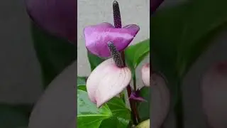 Антуриумы КАТАЛОГ