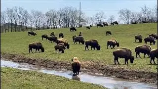 Watch North American Buffaloes (Bison). They look different from the buffaloes I saw in Africa