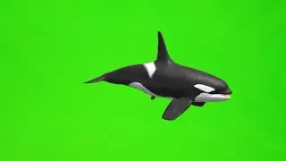 Green screen dolphin playing fx effect.green screen dolphin.dolphin green screen effects