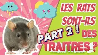 Les rats sont-ils des traitres ? Partie 2 - Cuicui Express #30 ENG SUBS