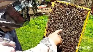 "Как уйти от роения и получить мёд"
