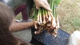 How to harvest & plant out Galangal...