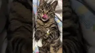my cat fans drink milk