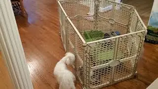 Dog and Rabbit play follow the Leader