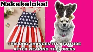 DOG CHANGES ITS ATTITUDE AFTER WEARING A DRESS