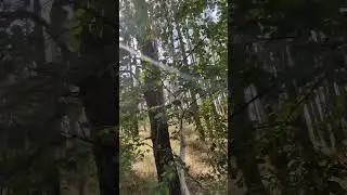 #деревьявлесу