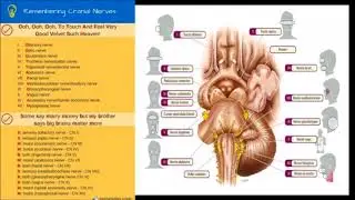 Medicine for medical translators 8: The senses