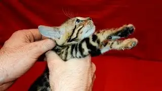 Девочка 1 Джени + Оскар