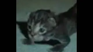 котик качается под zxcursed-mana break