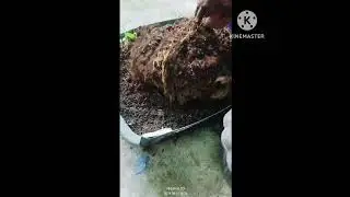 Marcotted Calamansi Cuttings/Genior Sotasn