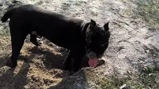 Кане Корсо Vincenzo на прогулке с другом Ником. #канекорсо, #canecorso