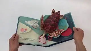 SHELLS: a pop-up book of wonder