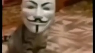 кот анонимус