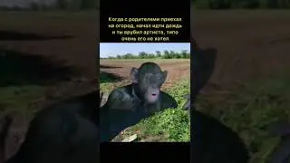 Телеграмм - @big_money_99 #мем #юмор #шутка #прикол #жиза #смешно #shorts