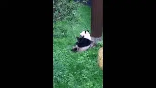 De panda wu-wen (het meisje)