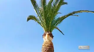 CRETE (KRETA) Rethymnon - The PALM TREES at the beach side - Crete 2021