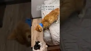Хлоя начала интересоваться едой