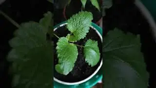 Мелисса Лимонная В Горшке 