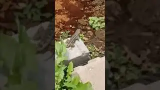 2 Lizards aware of each other